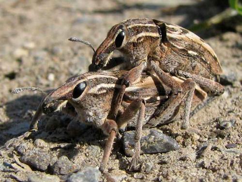 Coniocleonus nigrosuturatus