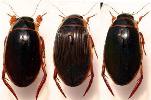 Réf. 28 867 : Dytiscus marginalis
