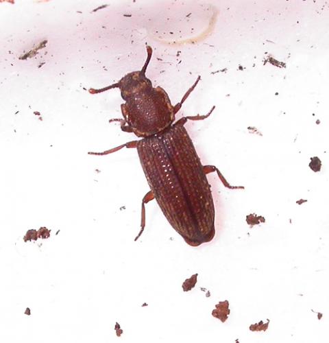 Réf. 28 333 : Pycnomerus terebrans