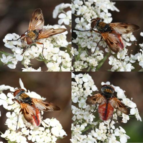 Ectophasia oblonga