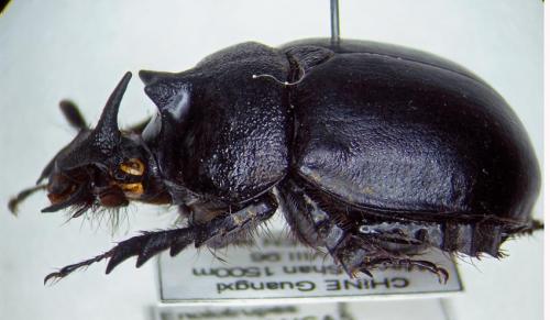 Enoplotrupes sinensis