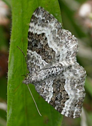 Epirrhoe alternata