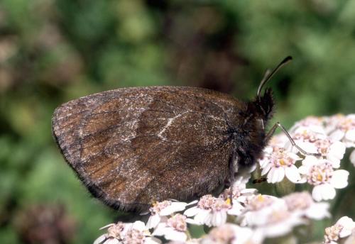 Erebia aethiopellus