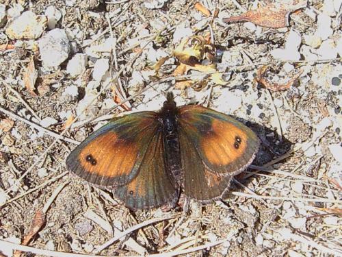 Erebia gorge