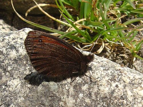 Erebia gorgone