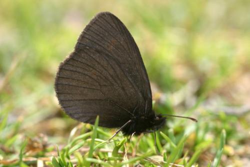 Erebia manto