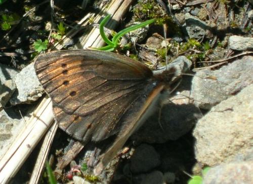 Erebia pandrose