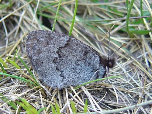 Erebia pandrose