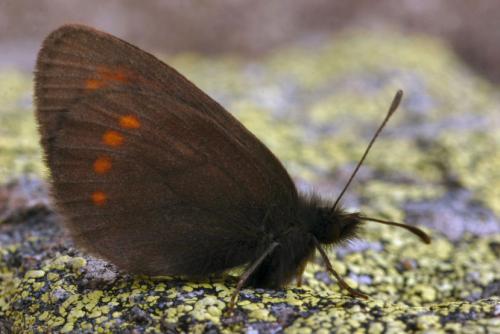 photo de papillon
