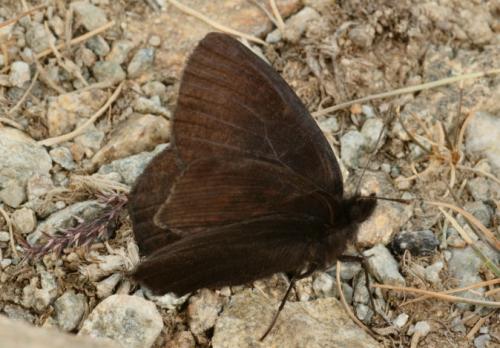 Erebia pluto