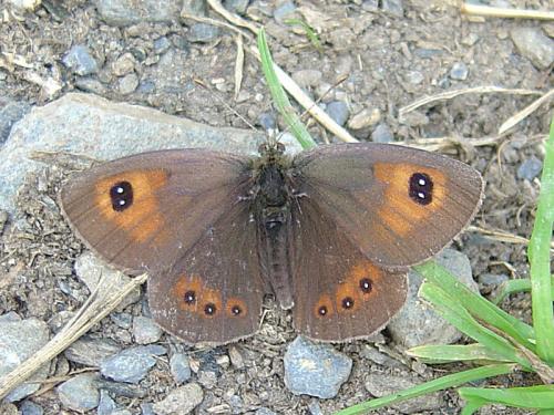 Réf. 28 224 : Erebia rondoui