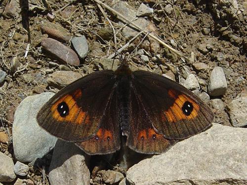 Réf. 28 225 : Erebia rondoui