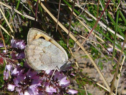 Réf. 28 226 : Erebia rondoui