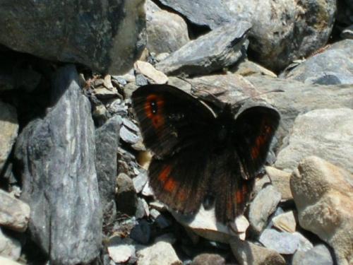 photo de papillon