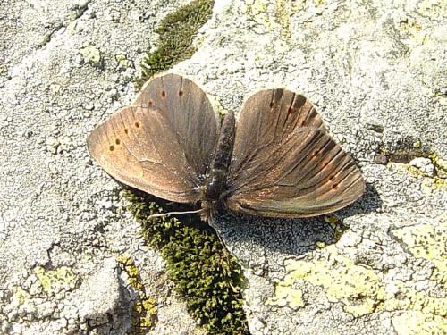 Réf. 28 221 : Erebia sthennyo