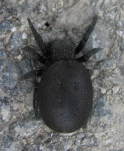 Eresus kollari