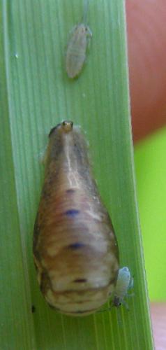 Episyrphus balteatus