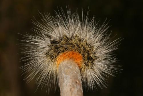 Arctia festiva