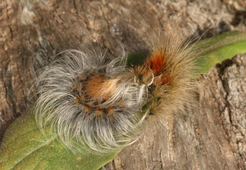 Arctia festiva
