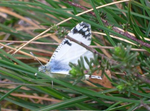 Euchloe tagis