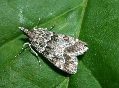 Eudonia mercurella