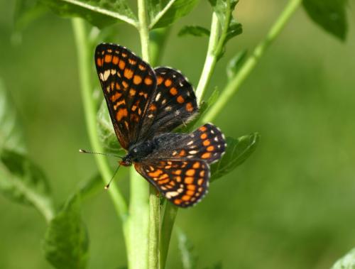 Réf. 28 017 : Euphydryas maturna