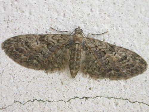 Eupithecia sp.