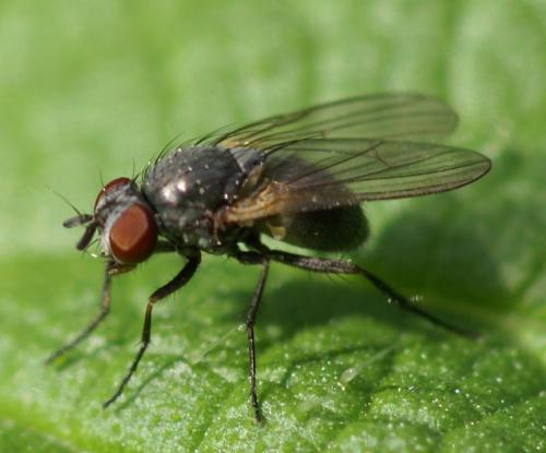 Fannia sp.