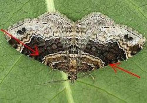 Réf. 28 140 : Xanthorhoe ferrugata