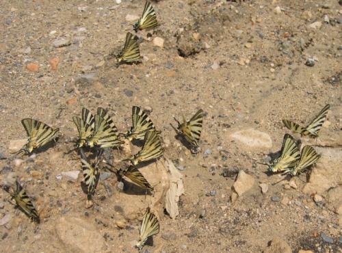 Iphiclides podalirius