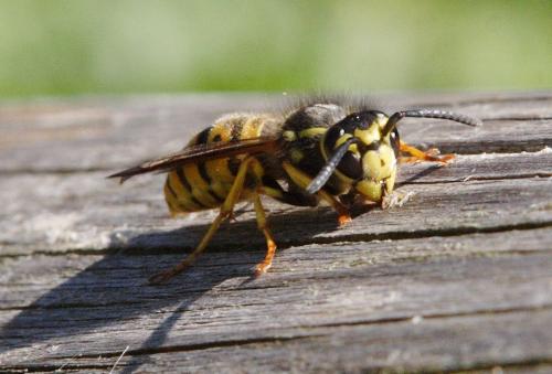 Vespula germanica