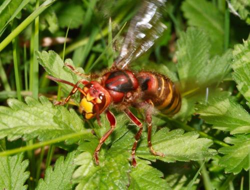 Vespa crabro