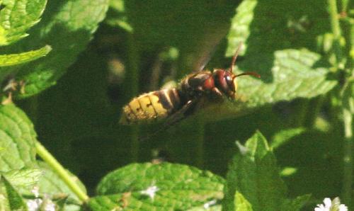 Vespa crabro