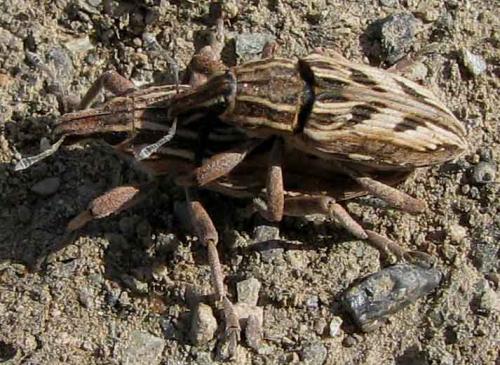 Réf. 28 750 : Coniocleonus nigrosuturatus