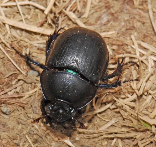 Réf. 28 098 : Anoplotrupes stercorosus