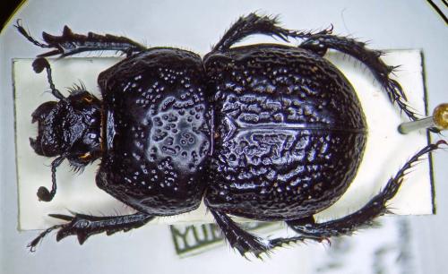 Odontotrypes yulong