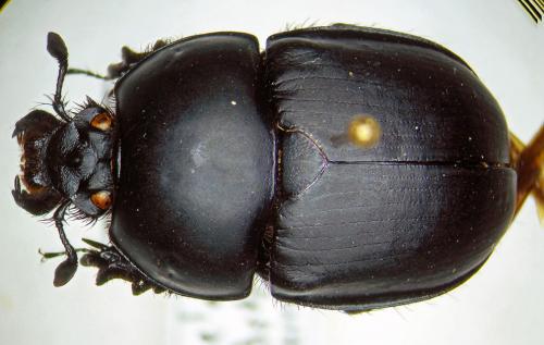 Réf. 28 273 : Phelotrupes substriatellus
