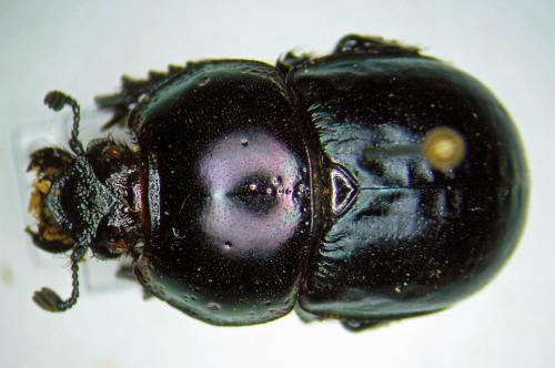 Odontotrypes kryzhanovskii
