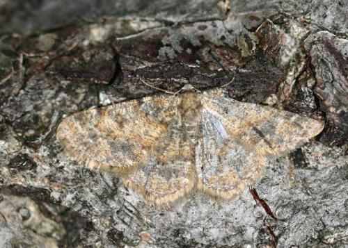 Réf. 28 895 : Charissa mucidaria