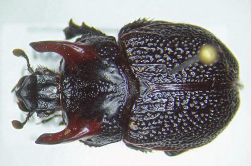 Frickius variolosus