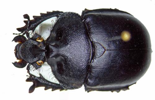 Enoplotrupes sinensis
