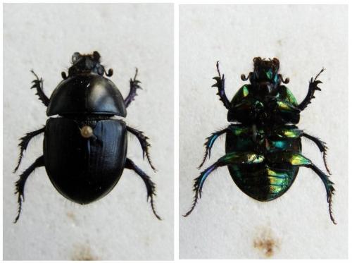 Réf. 28 610 : Sericotrupes niger