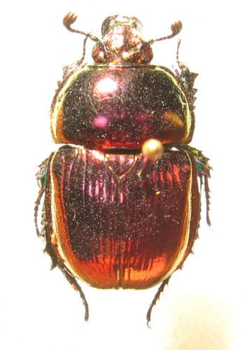 Phelotrupes auratus
