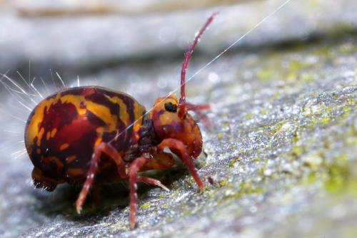 Réf. 28 833 : Dicyrtomina ornata