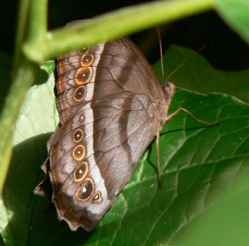 Réf. 28 077 : Taygetis sp.