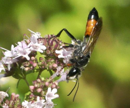 Réf. 28 401 : Sphex funerarius