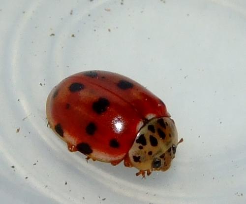 Réf. 28 944 : Harmonia quadripunctata