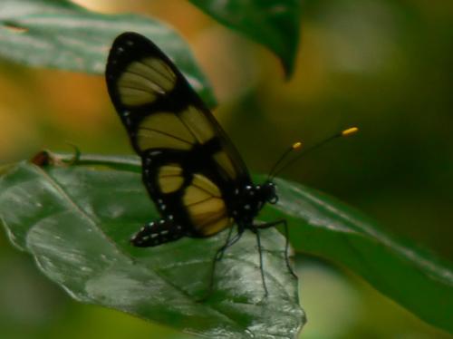 Methona sp.