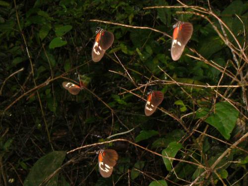 Réf. 28 868 : Heliconius erato erato