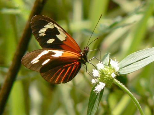 Réf. 28 276 : Heliconius erato erato